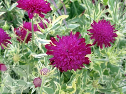 Knautia macedonica 'Thunder & Lightning'
