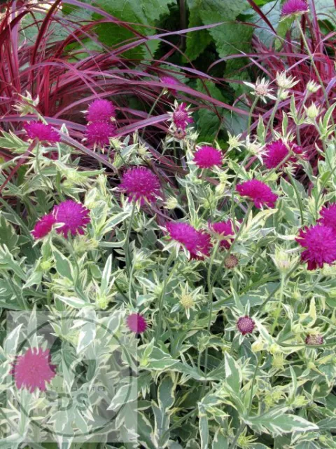 Knautia macedonica 'Thunder & Lightning'