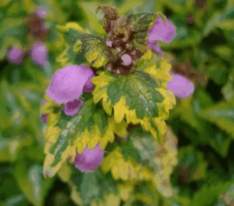 Lamium mac. 'Anna Greenaway'