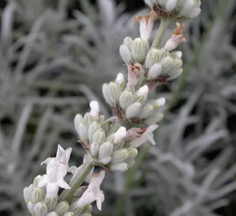 Lavandula ang. 'Alba'
