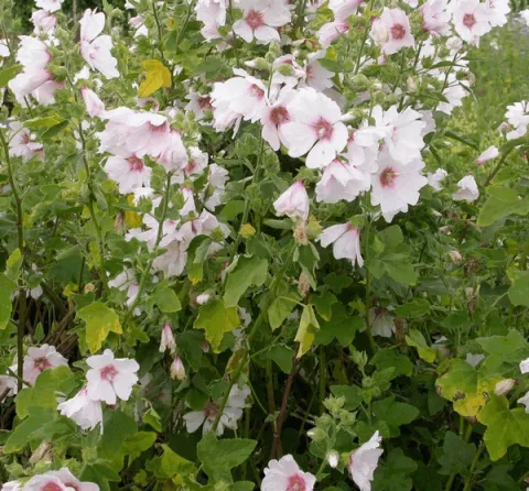 Lavatera 'Barnsley'