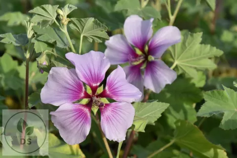 Lavatera maritima 'Bicolor'