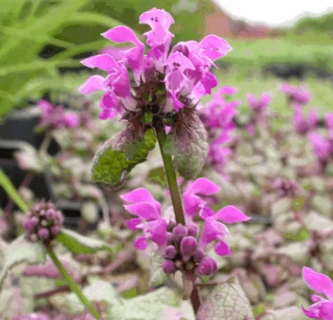 Lamium mac. 'Beacon Silver'
