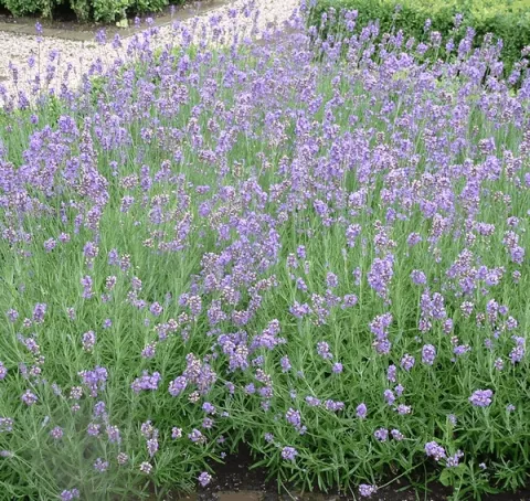 Lavandula ang. 'Dwarf Blue'