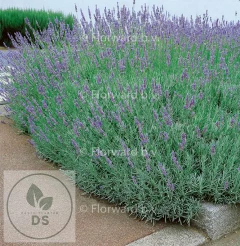 Lavandula interm. 'Dutch'