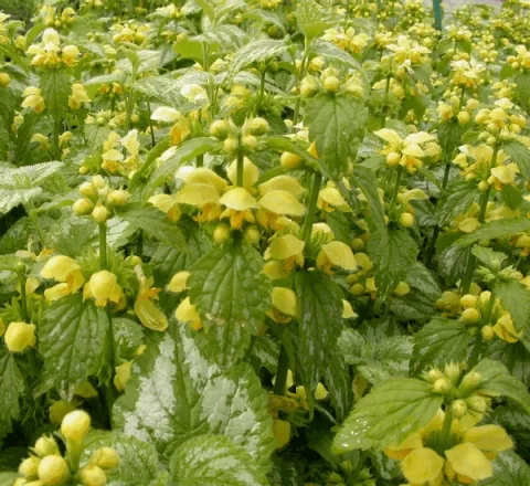 Lamiastrum gal. 'Florentinum'