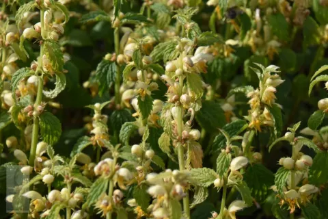 Lamiastrum galeobdolon