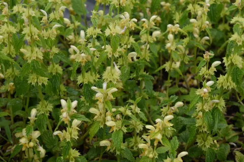 Lamiastrum galeobdolon