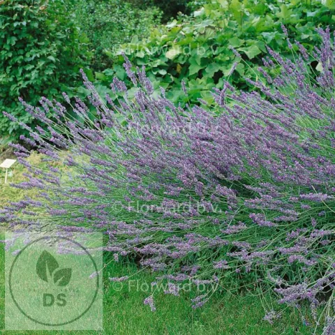 Lavandula interm. 'Grosso'