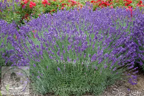 Lavandula interm. 'Grosso'