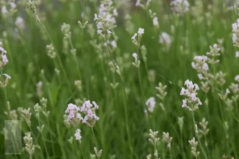 Lavandula ang. 'Loddon Pink'