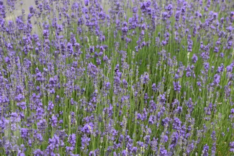 Lavandula ang. 'Munstead'
