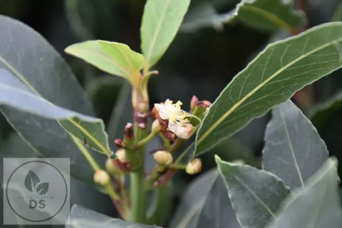 Laurus nobilis (laurier) P10,5