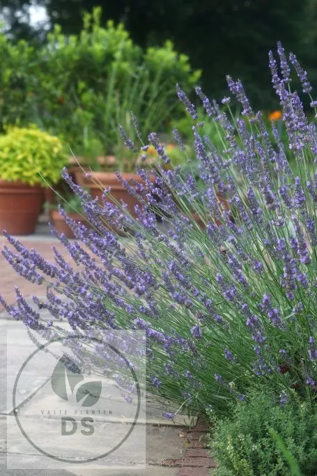Lavandula interm. 'Phenomenal'
