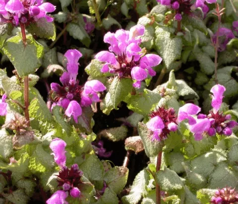 Lamium mac. 'Red Nancy'