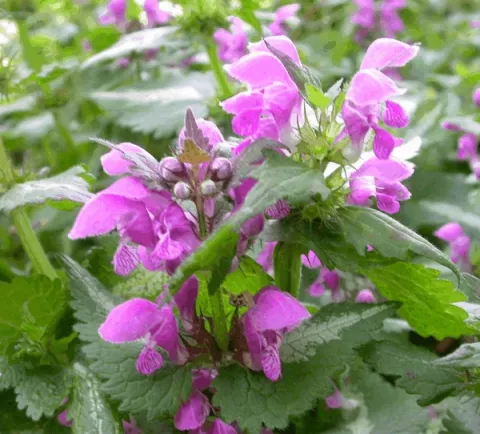 Lamium mac. 'Roseum'