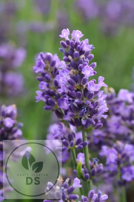 Lavandula ang. 'Super Blue'