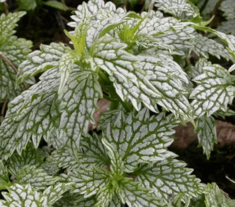 Lamiastrum gal. 'Silberteppich'