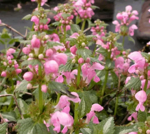 Lamium mac. 'Shell Pink'