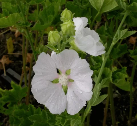 Lavatera 'White Angel'