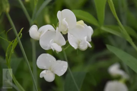 Lathyrus lat. 'White Pearl'