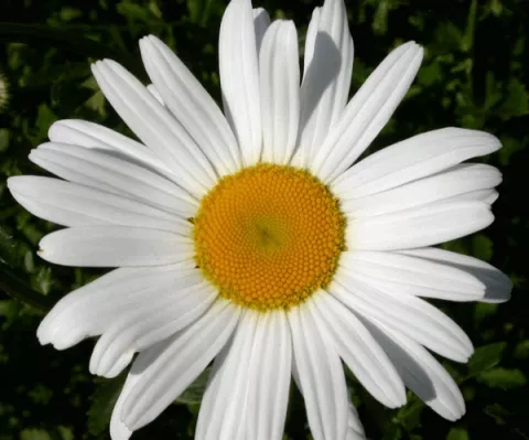 Leucanthemum (M) 'Alaska'