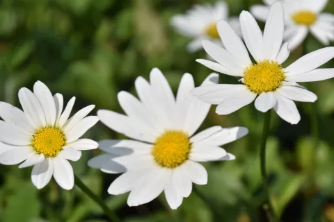 Leucanthemum (M) 'Becky'