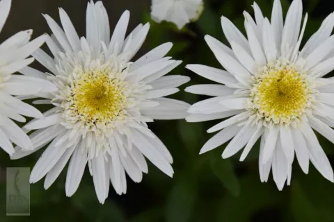 Leucanthemum (M) 'Christine Hagemann'