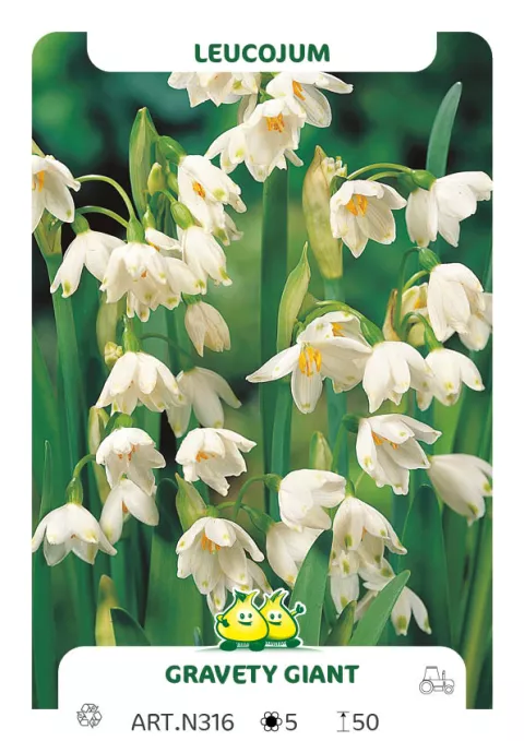 Leucojum 'Gravety Giant'