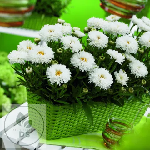 Leucanthemum (M) 'Ooh La Laspider'