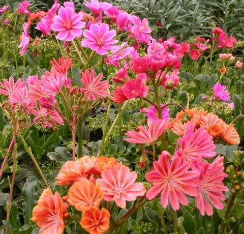Lewisia 'Regenbogen'