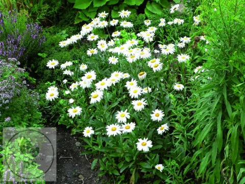 Leucanthemum (M) 'Silberprinzesschen'