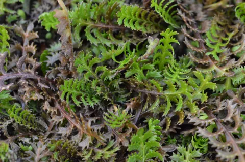 Leptinella squalida