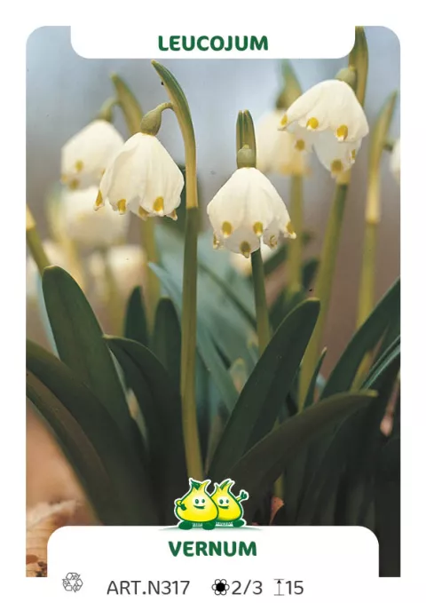 Leucojum vernum