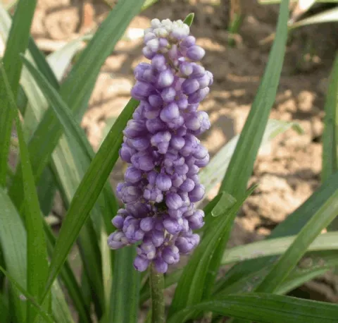 Liriope muscari 'Big Blue'