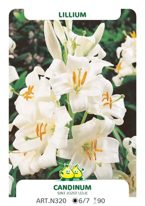 Lilium candidum