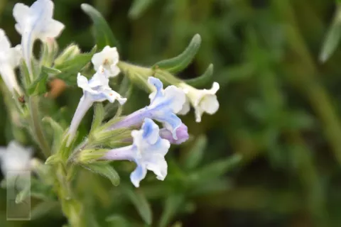Lithodora diffusa 'Cambridge Blue'