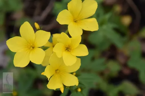 Linum flavum 'Compactum'