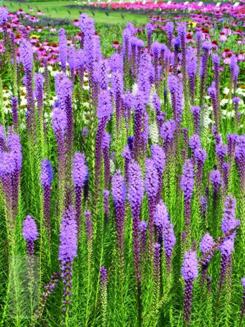 Liatris spic. 'Floristan Violet'