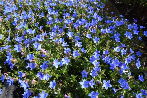 Lithodora diffusa 'Heavenly Blue'