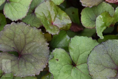 Ligularia dentata 'Othello'