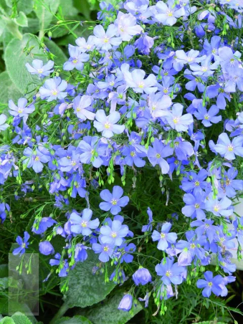 Linum perenne 'Saphir'