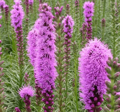 Liatris spicata