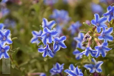 Lithodora diffusa 'Star'