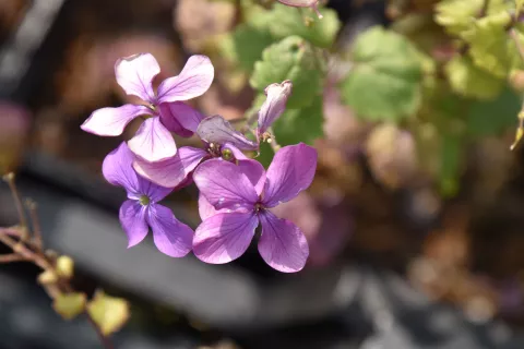 Lunaria annua
