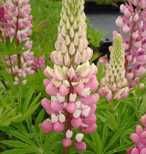 Lupinus 'Gallery Pink'
