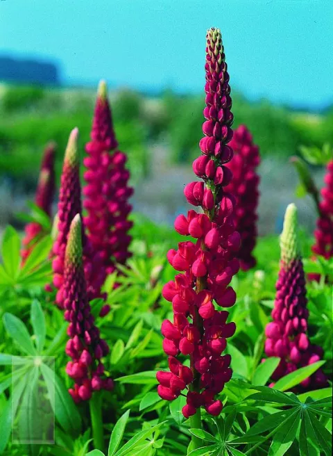 Lupinus 'Gallery Red'