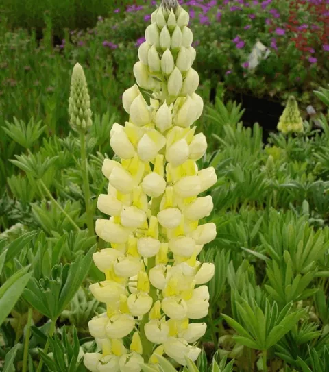 Lupinus 'Gallery Yellow'