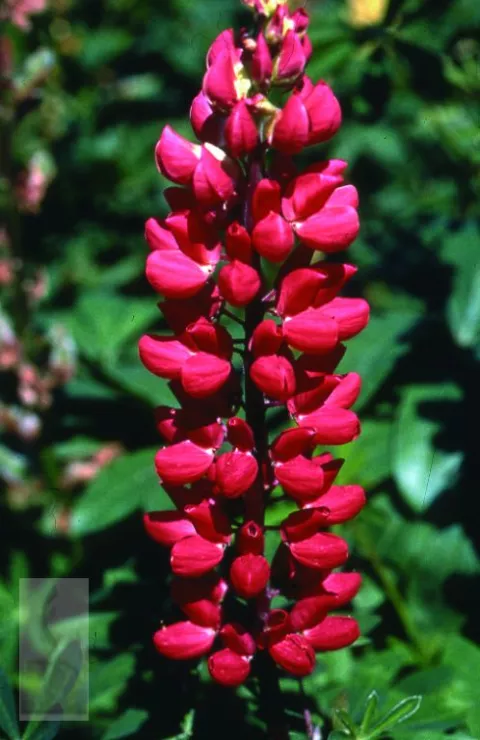 Lupinus 'My Castle' ('Mein Schloss')