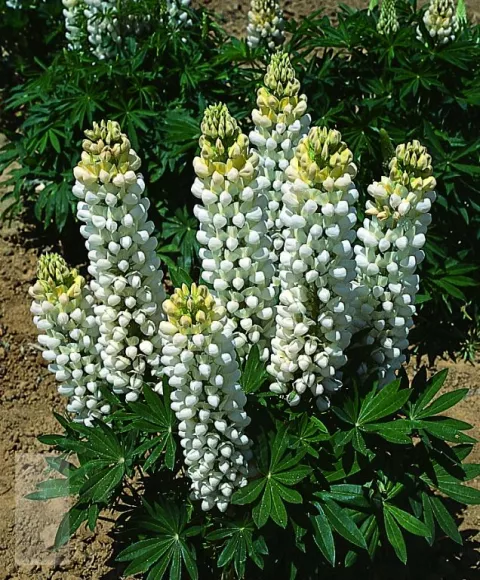 Lupinus 'Noble Maiden' ('Jungfrau')